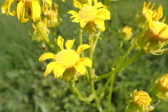 Senecio decurrens