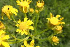Senecio decurrens