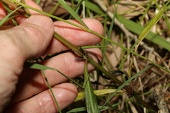 Hygrophila angustifolia