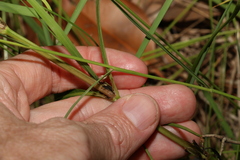 Hygrophila angustifolia