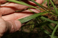 Hygrophila angustifolia