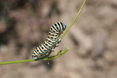 Papilio machaon syriacus