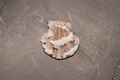 Flexopecten flexuosus