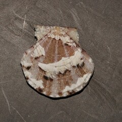 Flexopecten flexuosus