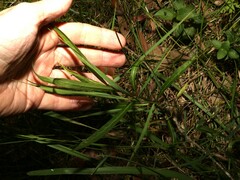 Hygrophila angustifolia