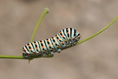 Papilio machaon syriacus