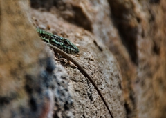 Podarcis muralis