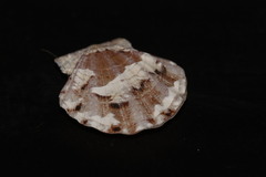 Flexopecten flexuosus