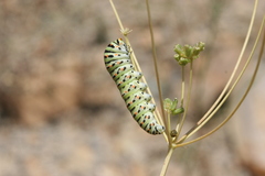 Papilio machaon syriacus