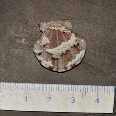 Flexopecten flexuosus