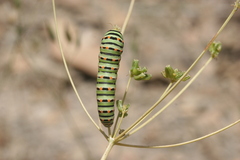 Papilio machaon syriacus