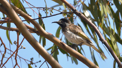 Purnella albifrons
