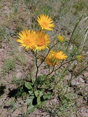 Berkheya setifera