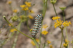 Papilio machaon syriacus