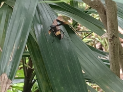 Polistes sagittarius