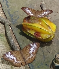 Tanaecia