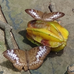 Tanaecia