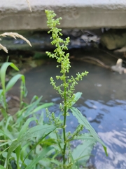 Rumex aquaticus