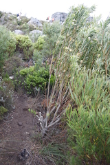 Leucadendron coniferum