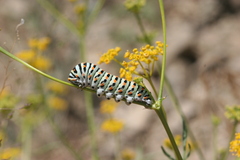 Papilio machaon syriacus