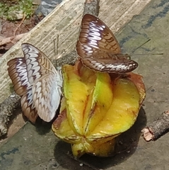 Tanaecia