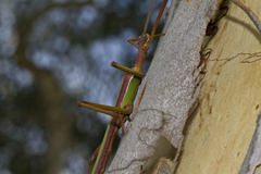 Podacanthus viridiroseus