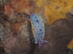 Hypselodoris bennetti