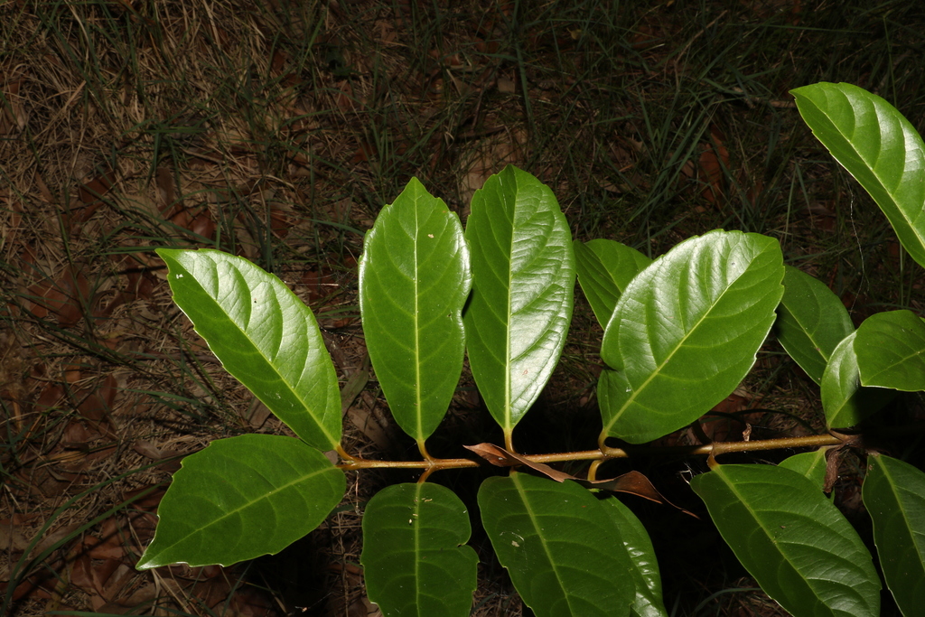 Viburnum odoratissimum, Bracken Ridge, Queensland, Australia