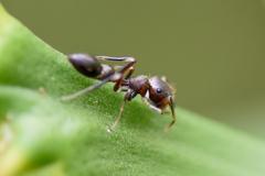 Myrmarachnini