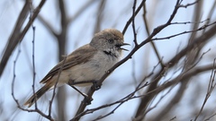 Acanthiza uropygialis