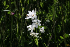 Paradisea liliastrum