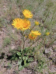 Berkheya setifera