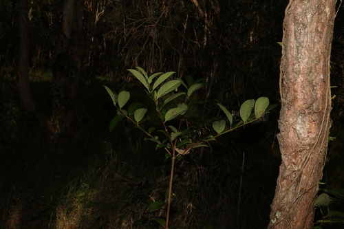 Viburnum odoratissimum