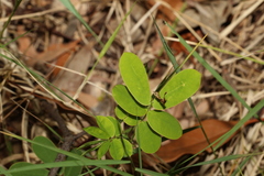 Senna pendula glabrata