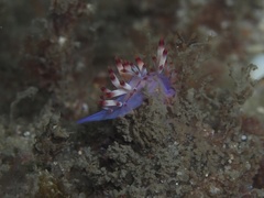 Coryphellina