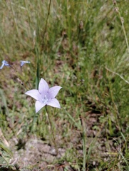 Wahlenbergia undulata