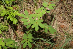 Senna pendula glabrata