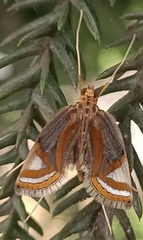 Eoophyla