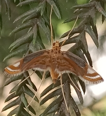 Eoophyla