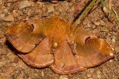 Goodia kuntzei