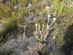 Paranomus spathulatus