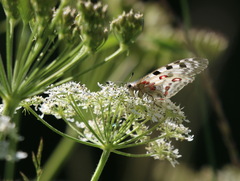 Parnassius phoebus