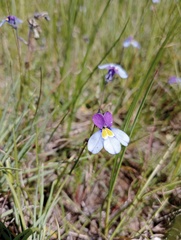 Monopsis decipiens