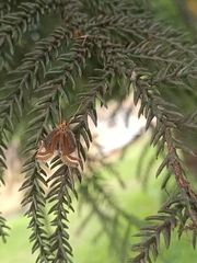 Eoophyla