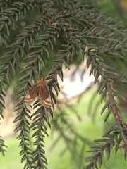 Eoophyla