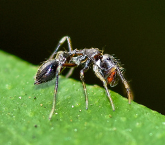 Myrmarachnini