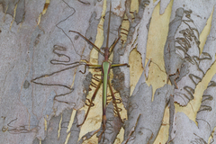 Podacanthus viridiroseus