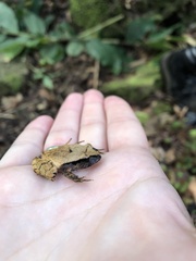 Platyplectrum fletcheri