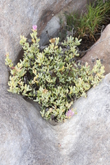 Lampranthus falciformis