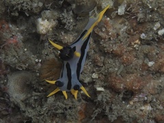 Polycera capensis